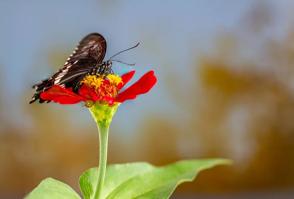 Una Farfalla Marrone Appollaiata Fiore Rosso Zinnia Uno Sfondo Erba — Foto Stock