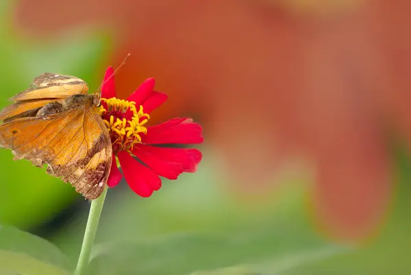 Brązowy Motyl Siedzący Czerwonym Kwiatku Cynku Zamazane Czerwone Tło Kwiatu — Zdjęcie stockowe