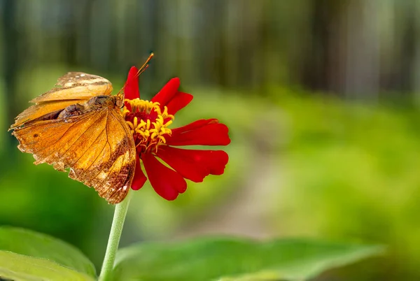 鮮やかな緑色の植物の背景を持つ赤いジニアの花に包まれた茶色の蝶は スペースをコピーします — ストック写真