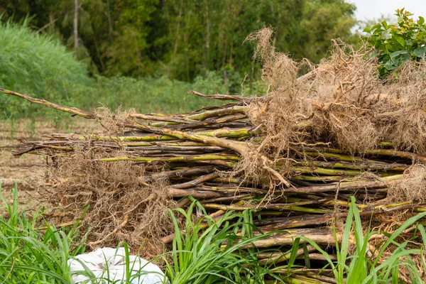 Pirinç tarlasının kenarına yığılmış, toplanmış tütün sapları.