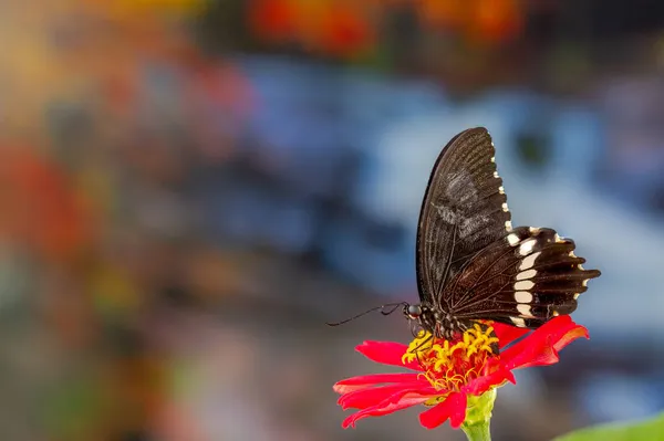 Egy Barna Pillangó Egy Piros Zinnia Virág Háttér Őszi Levelek — Stock Fotó