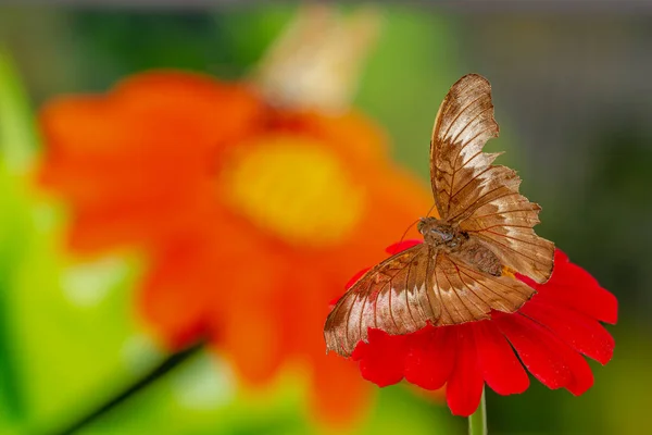 Papillon Brun Perché Sur Une Fleur Zinnia Rouge Fond Fleur — Photo