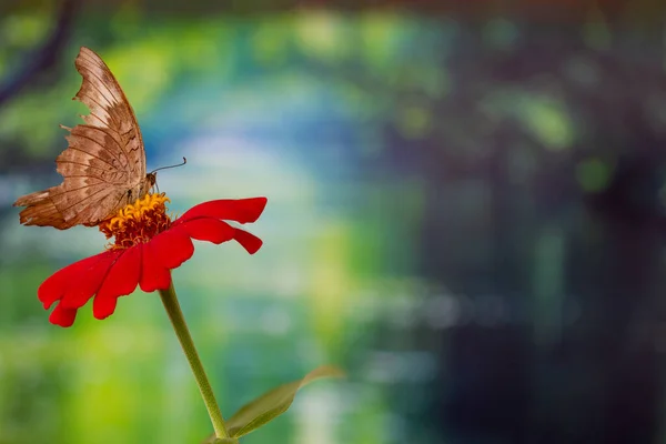 Brown Butterfly Perched Red Zinnia Flower Has Background Tropical Trees — Stock Photo, Image