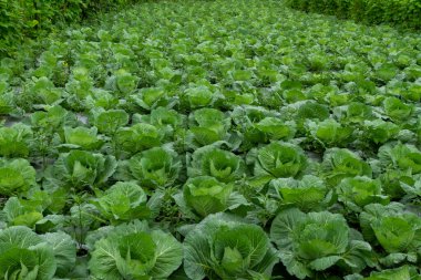 Dağlarda yetişen bir lahana çiftliği, acı biber bitkileri, verimlilik ve doğa konseptiyle kesişiyor.