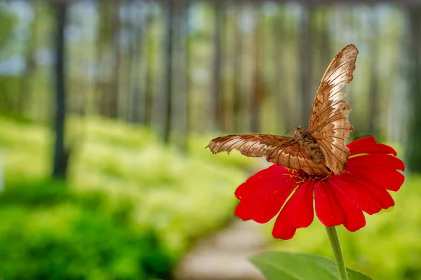 Brązowy Motyl Siedzący Czerwonym Kwiatku Cynku Tło Tropikalnych Drzew Ciepłe — Zdjęcie stockowe