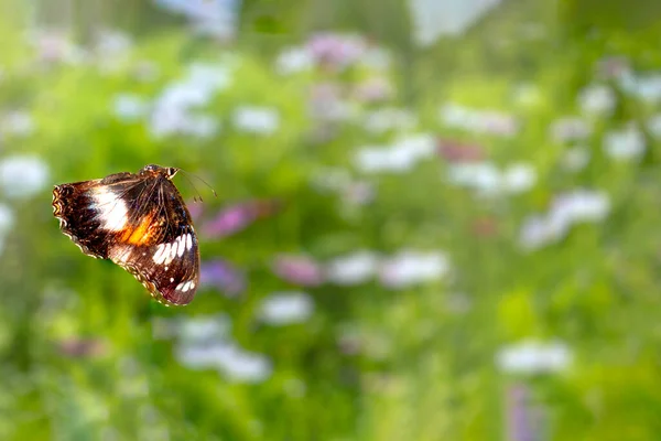 Una Farfalla Marrone Vola Sopra Giardino Fiorito Sfondo Piante Verdi — Foto Stock