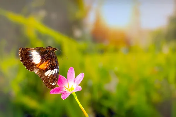 Ein Brauner Schmetterling Fliegt Über Eine Lilienblüte Grünen Hintergrund Und — Stockfoto