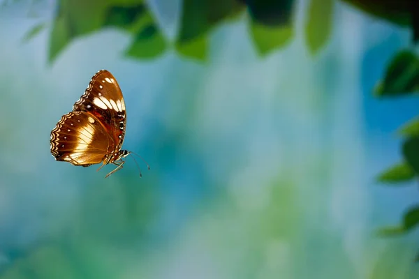 Ein Brauner Schmetterling Fliegt Über Den Blumengarten Hintergrund Grüner Pflanzen — Stockfoto