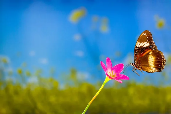 Brown Butterfly Flies Rain Lily Flower Greenery Background Bright Sunshine — Stock Photo, Image