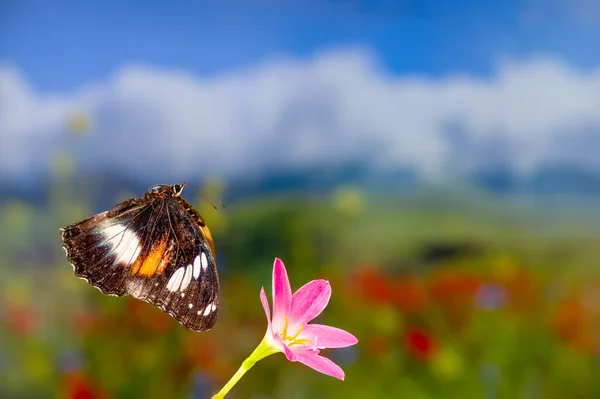 茶色の蝶は雨のユリの花 緑の植物の背景とカラフルな花 コピースペースを飛び越える — ストック写真