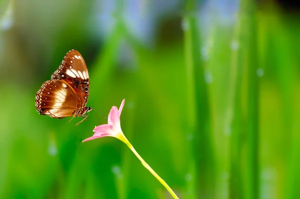 Una Farfalla Marrone Vola Sopra Giglio Pioggia Fiore Sfondo Verde — Foto Stock