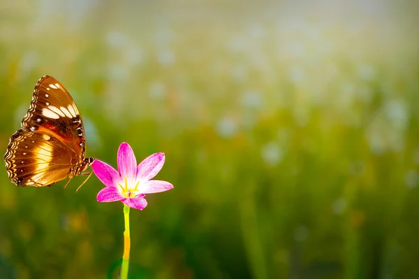 Papillon Brun Vole Dessus Une Fleur Lys Pluie Fond Verdure — Photo