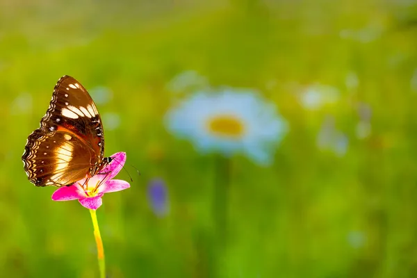 Ein Brauner Schmetterling Fliegt Über Eine Lilienblüte Grünen Pflanzenhintergrund Und — Stockfoto