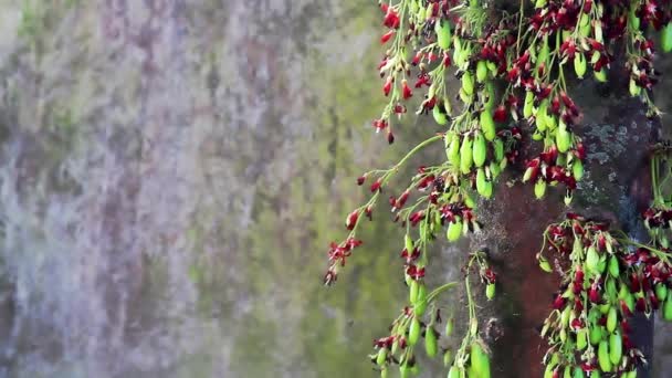 Fleurs Arbre Fruitier Étoilé Bilimbi Ont Une Combinaison Couleurs Rouges — Video