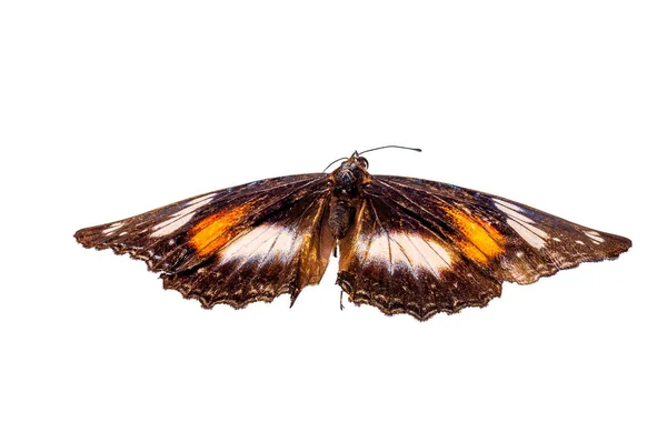 蝴蝶一种由黄色 棕色和白色混合组成的蝴蝶 以白色背景 自然和野生动物为背景而隔离 — 图库照片