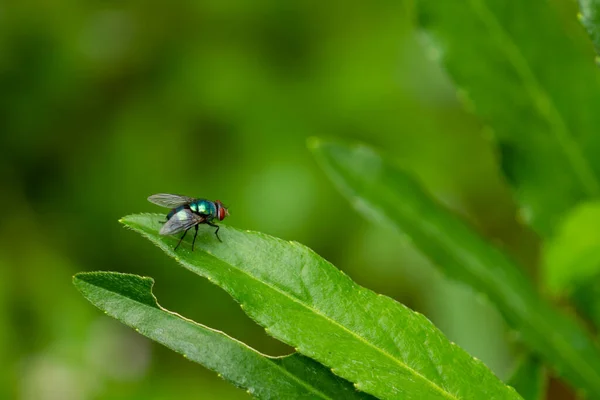 Eine Fliege Sitzt Auf Einem Grünen Blatt Der Hintergrund Der — Stockfoto