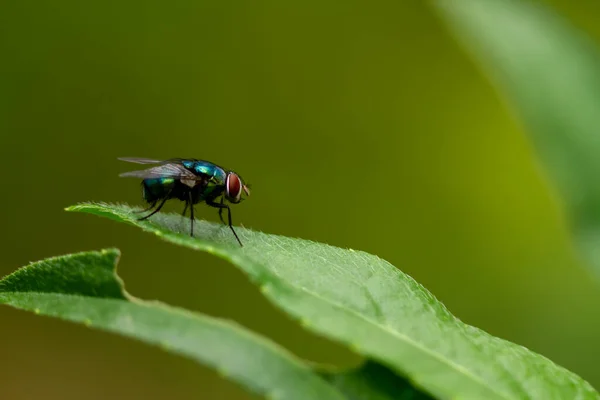 Uma Mosca Está Empoleirada Uma Folha Verde Fundo Das Folhas — Fotografia de Stock