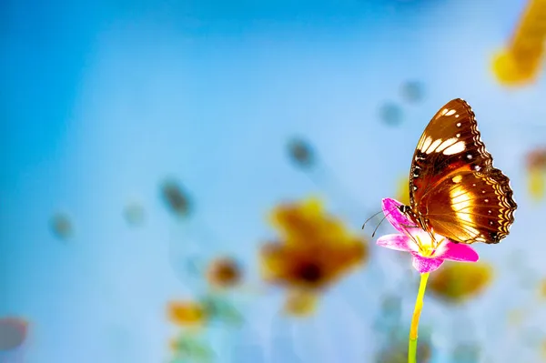 茶色の蝶は雨のユリの花 緑の植物の背景とカラフルな花 コピースペースを飛び越える — ストック写真