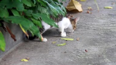 Kedi yavrusu çimento zeminiyle bahçede oynuyor ve ev bitkisine giriyor kediler doğal olarak çalılıklarda avlanmayı seviyor.
