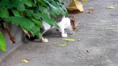 Kedi yavrusu çimento zeminiyle bahçede oynuyor ve ev bitkisine giriyor kediler doğal olarak çalılıklarda avlanmayı seviyor.