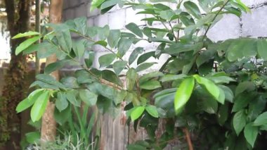 Kaynak bitkileri bahçede yetişir, yeşil yapraklar ve rüzgarda sallanırlar.