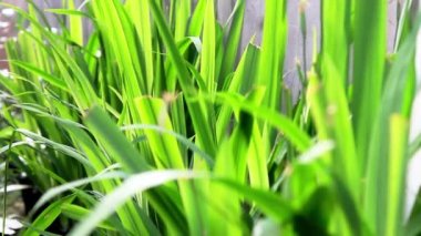 Sarı iris bitkilerinin seçici odak noktası, yapraklar rüzgarda sallanan yeşil bıçaklardır.