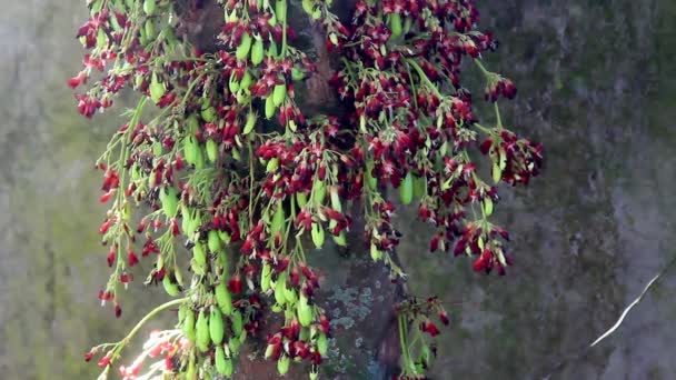 Yıldız Meyve Ağacı Veya Bilimbi Çiçekleri Kırmızı Kahverengi Siyah Renklerin — Stok video