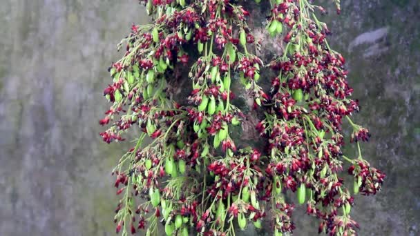 Цветы Звезды Фруктовое Дерево Билимби Имеют Сочетание Красного Коричневого Черного — стоковое видео