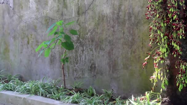 Flores Del Árbol Frutal Estrella Bilimbi Tienen Una Combinación Colores — Vídeos de Stock