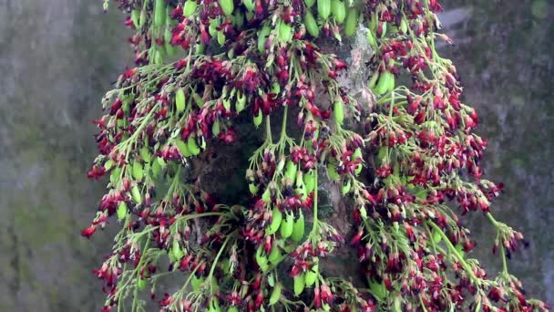 Fleurs Arbre Fruitier Étoilé Bilimbi Ont Une Combinaison Couleurs Rouges — Video