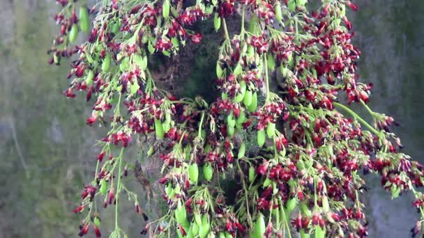 Kwiaty Drzewa Owoców Gwiazdy Lub Bilimbi Mają Kombinację Czerwonych Brązowych — Wideo stockowe