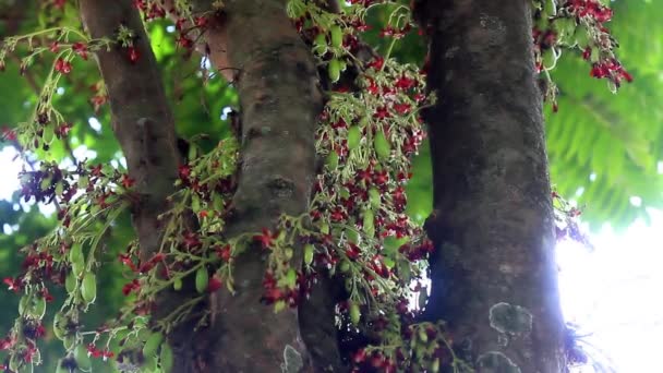 Bloemen Van Ster Fruitboom Bilimbi Hebben Een Combinatie Van Rode — Stockvideo