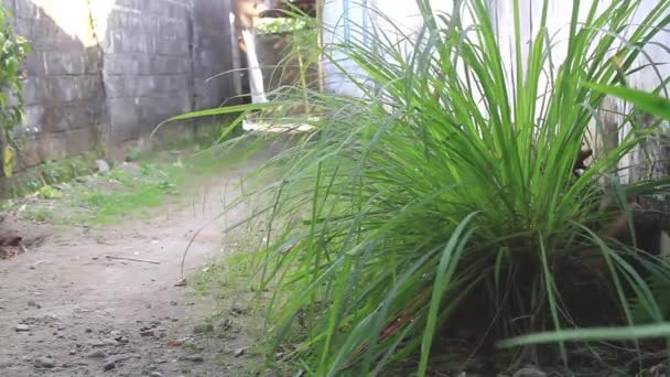 Citroengras Planten Die Groeien Tuin Worden Gebruikt Voor Het Koken — Stockvideo