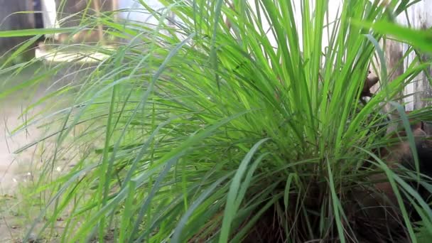 Lemongrass Plants Grow Yard Used Cooking Spices Made Body Warming — Stock Video