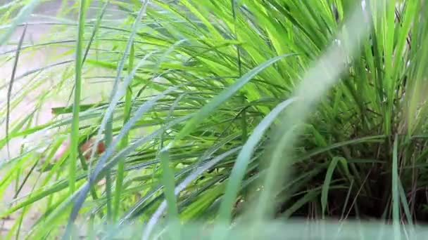 Citroengras Planten Die Groeien Tuin Worden Gebruikt Voor Het Koken — Stockvideo