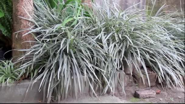 Plantas Phalaris Têm Folhas Forma Lâmina Com Uma Textura Listrada — Vídeo de Stock