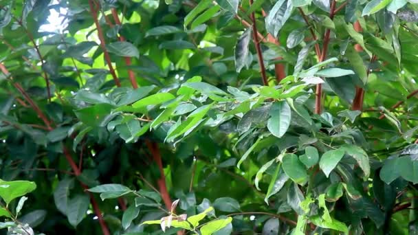 Φύλλα Δάφνης Είναι Πράσινα Φύλλα Χρησιμοποιούνται Συνήθως Για Αρωματικές Τροφές — Αρχείο Βίντεο