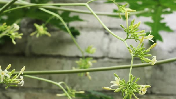 Male Papaya Flowers Cannot Become Fruit Usually Used Vegetables Swaying — Stock Video