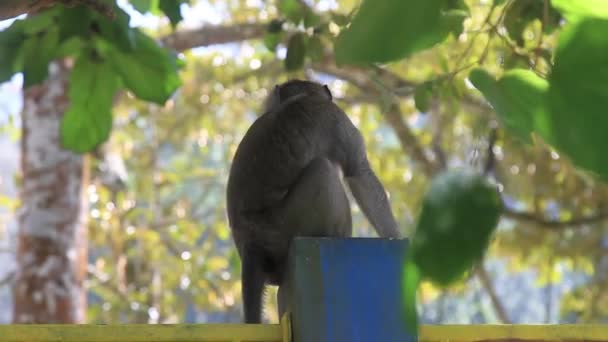 Monkey Roams Park Search Food Its Habitat Squeezed Development Human — Stock Video