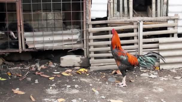Egy Kakas Szabadon Kóborol Ketrece Előtt Élelem Után Kutatva Félig — Stock videók