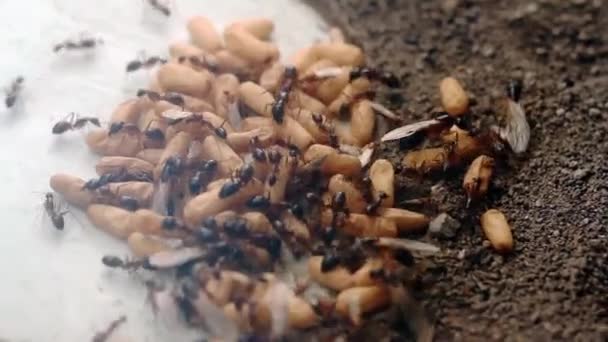 一群蚂蚁正在一起搬运它们的蛋 因为它们受到入侵者 大自然和团队合作观念的干扰 — 图库视频影像