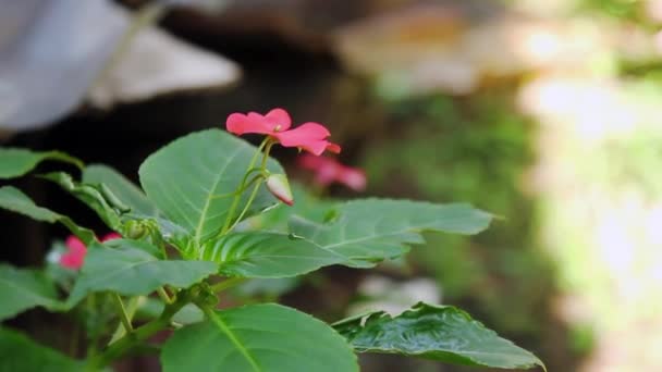 Ungeduldige Balsamina Blüten Die Blühen Sind Rosa Mit Grünen Blättern — Stockvideo