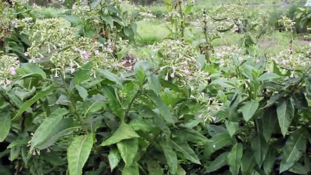 古いタバコの植物は種のために花を収穫することが許され 葉はタバコを作るために収穫されます — ストック動画