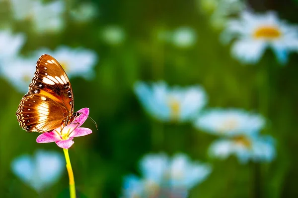 Brown Butterfly Flies Rain Lily Flower Green Plant Background Colorful — Stock Photo, Image