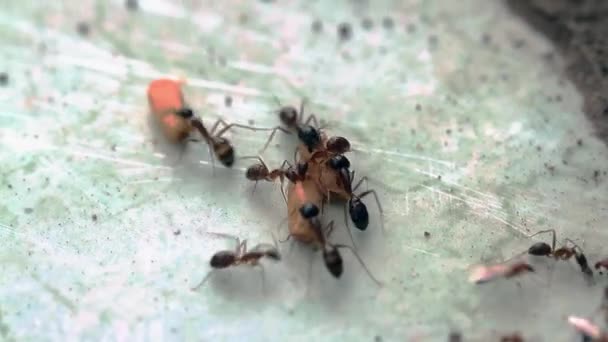 Eine Gruppe Von Ameisen Arbeitet Zusammen Ihre Eier Bewegen Weil — Stockvideo