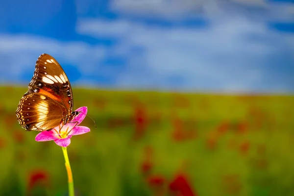 Ein Brauner Schmetterling Fliegt Über Eine Lilienblüte Grünen Pflanzenhintergrund Und — Stockfoto