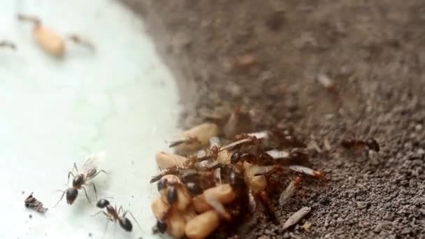 彼らは侵入者 チームワークの概念によって邪魔されているので アリのグループは 彼らの卵を移動するために一緒に働いている — ストック動画