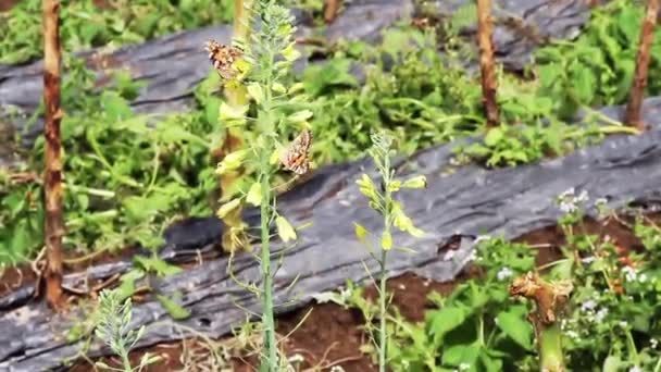 Vlinders Zwaaien Bloemknoppen Van Een Koolplant Een Boerderij Bergen Landelijke — Stockvideo
