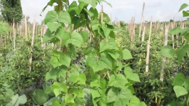 Plantas Feijão Crescendo Áreas Agrícolas Nas Terras Altas Fundo Luz — Vídeo de Stock