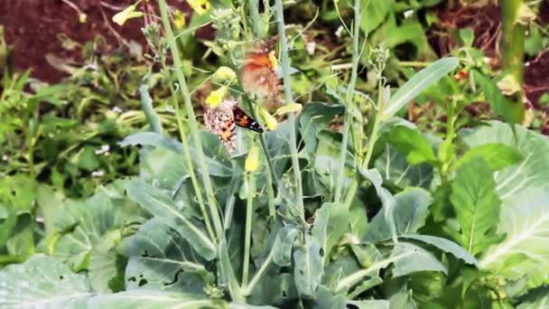 Mariposas Oscilan Los Capullos Una Planta Col Una Granja Las — Vídeo de stock